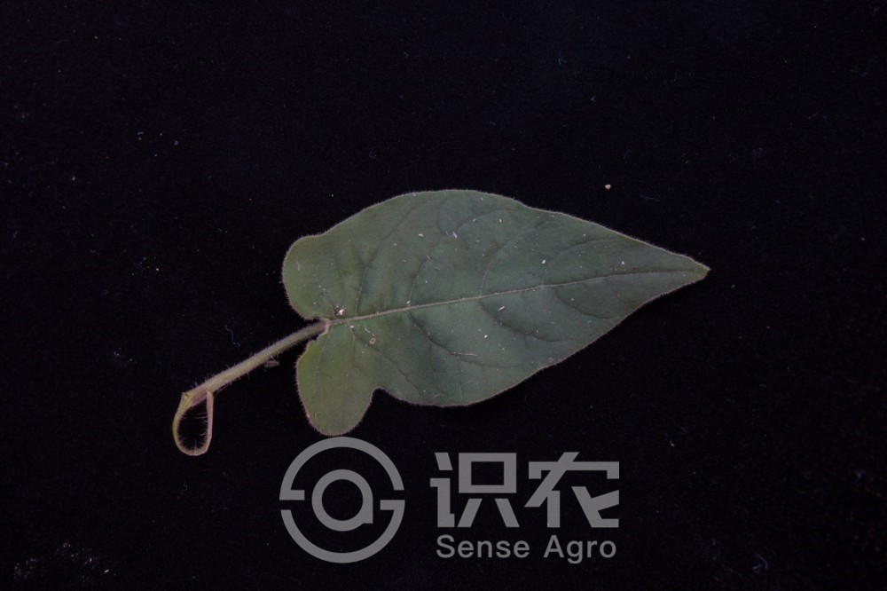 柑橘黄叶症状示例4