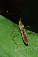 柑橘黄叶症状示例0