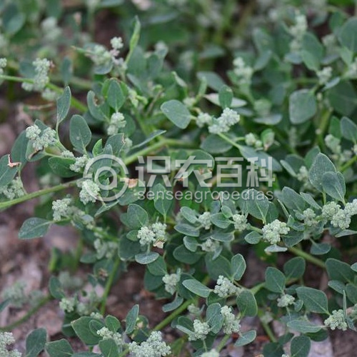 柑橘黄叶症状示例2