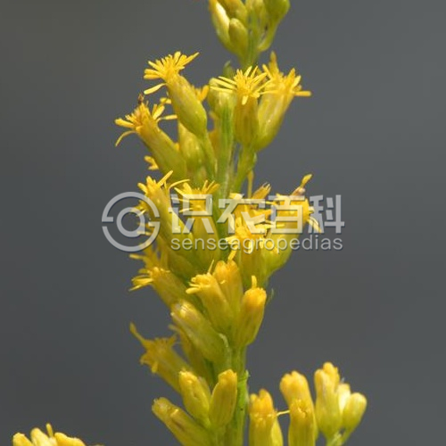 柑橘黄叶症状示例3