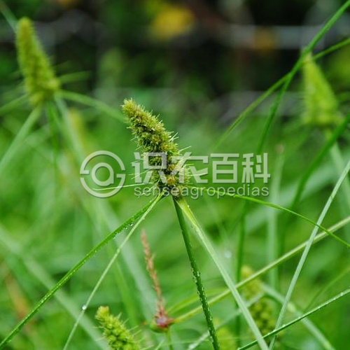 柑橘黄叶症状示例2