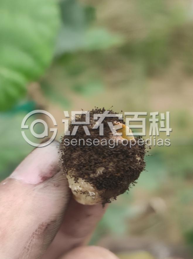 柑橘黄叶症状示例4