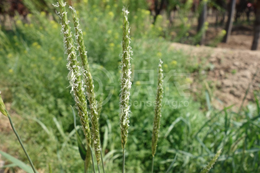 柑橘黄叶症状示例2