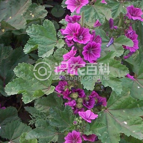 柑橘黄叶症状示例1