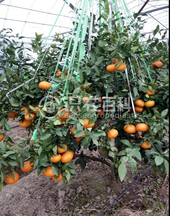 柑橘黄叶症状示例3