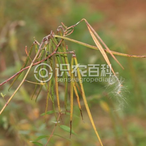 柑橘黄叶症状示例5
