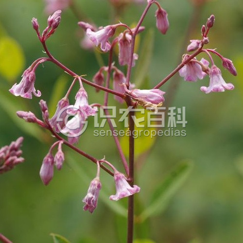 柑橘黄叶症状示例3