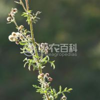 柑橘黄叶症状示例0