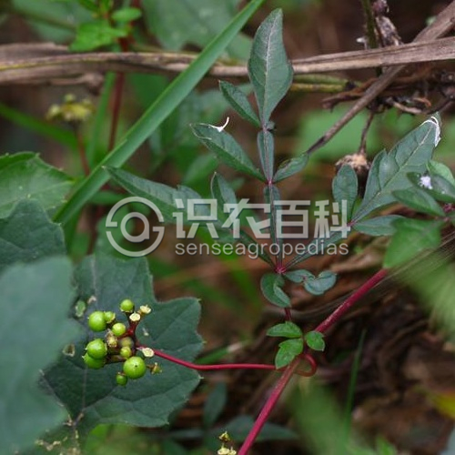 柑橘黄叶症状示例2