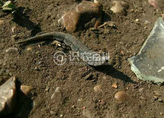 柑橘黄叶症状示例1