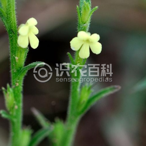 柑橘黄叶症状示例3