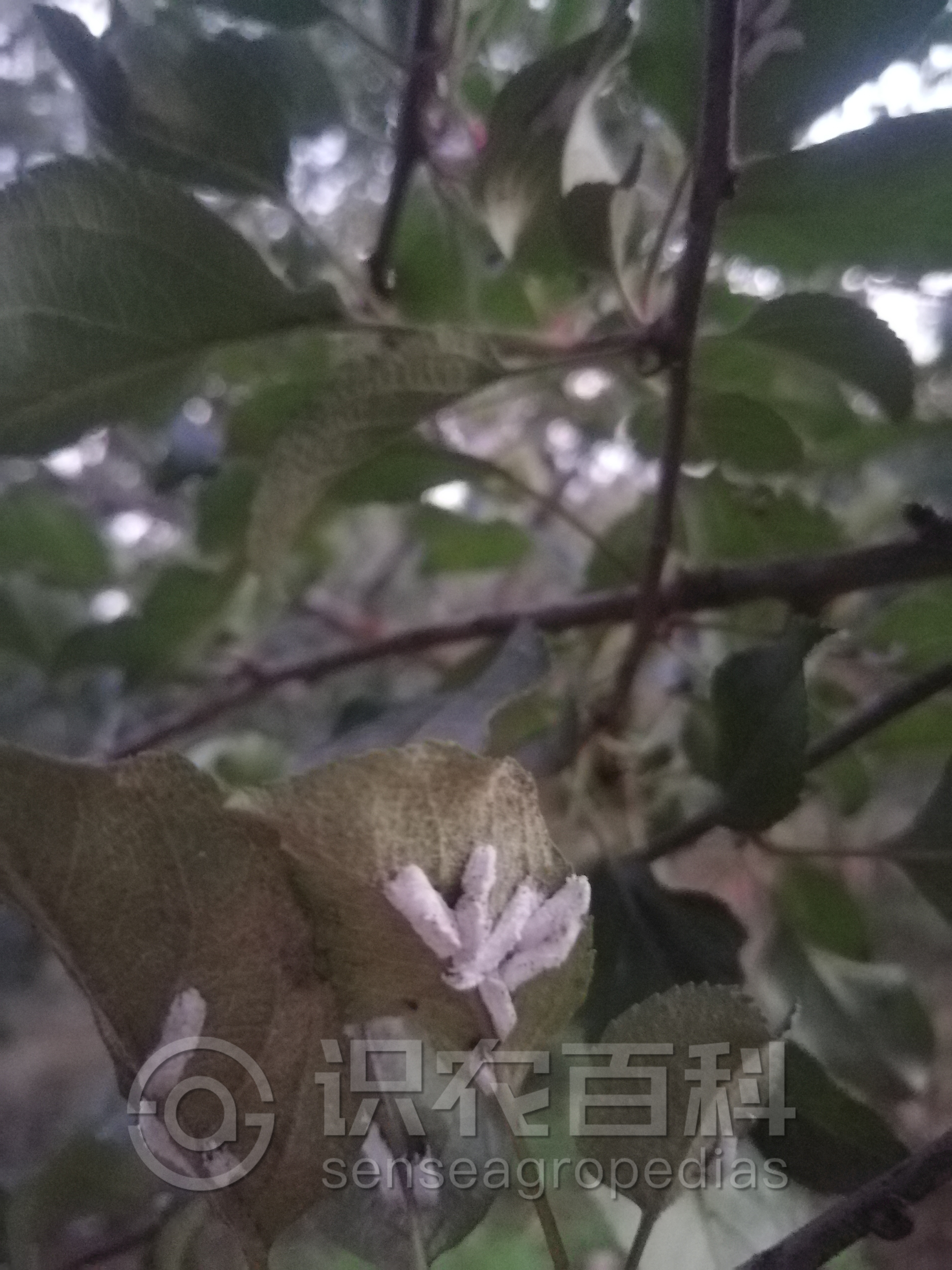 柑橘黄叶症状示例1