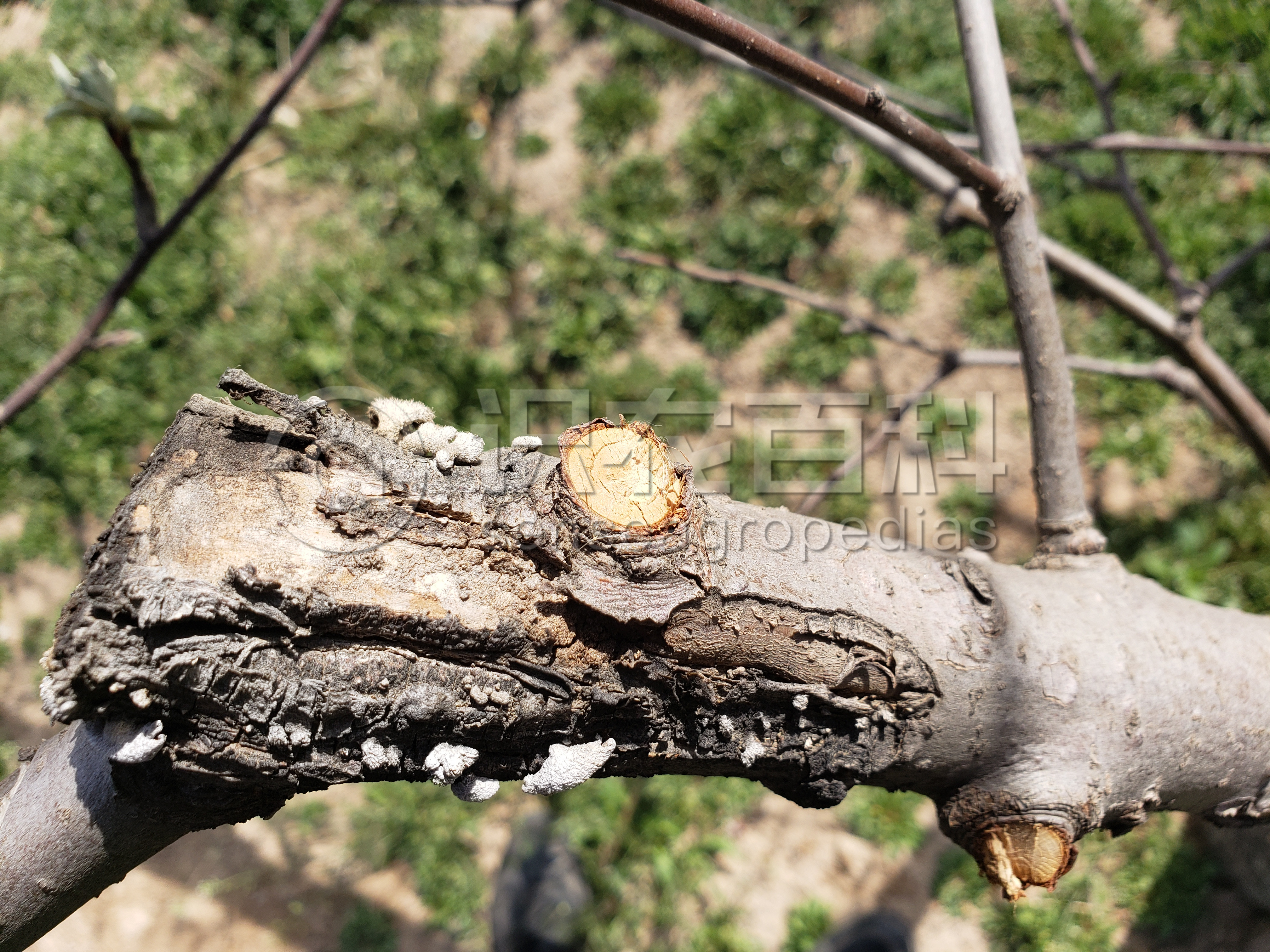 ���ٻ�Ҷ֢״ʾ��1