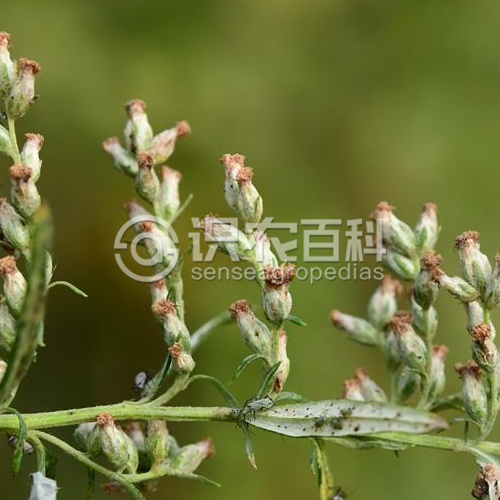 柑橘黄叶症状示例5