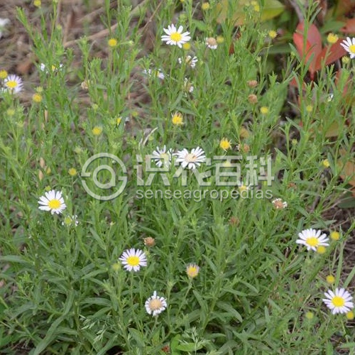 柑橘黄叶症状示例2