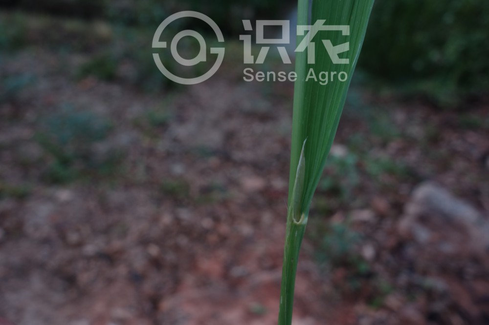 柑橘黄叶症状示例3