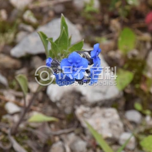 柑橘黄叶症状示例2