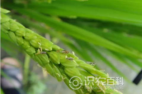 柑橘黄叶症状示例1