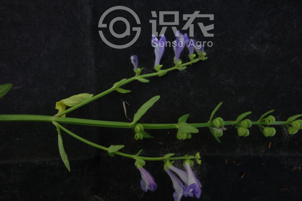 柑橘黄叶症状示例3