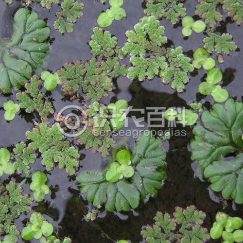 柑橘黄叶症状示例1