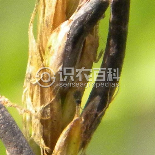 柑橘黄叶症状示例1