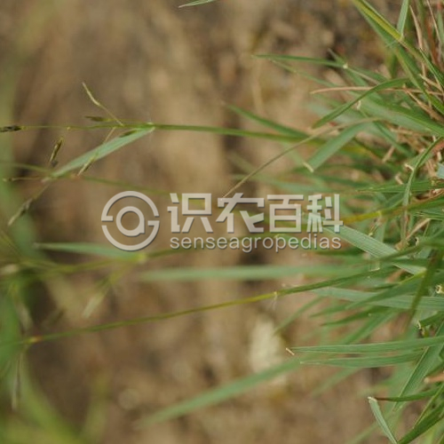 柑橘黄叶症状示例2