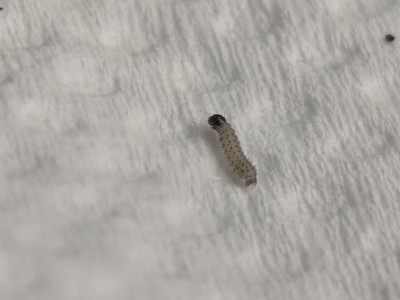 ݵ̰ҹ3׳