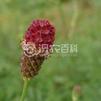 柑橘黄叶症状示例0