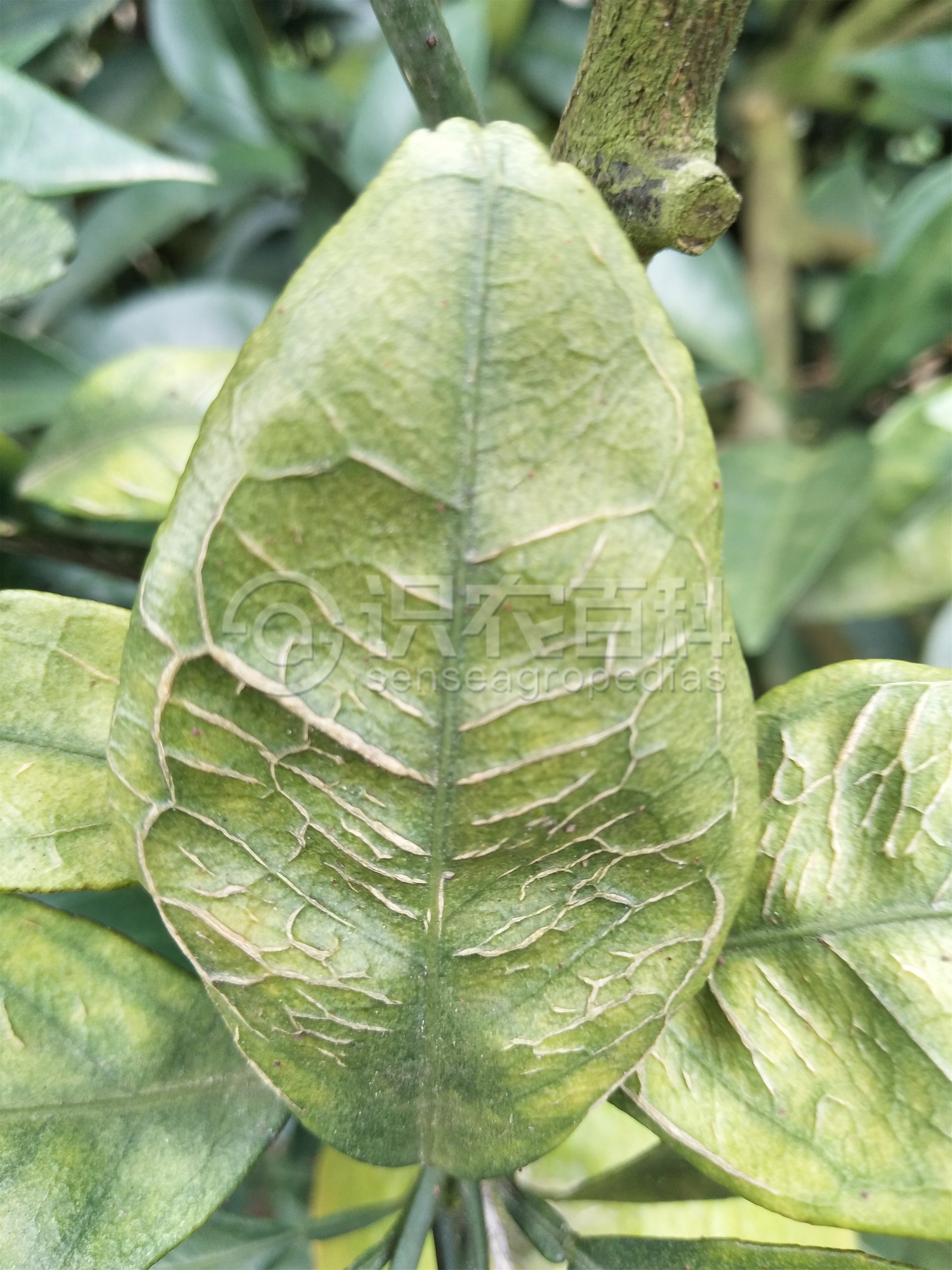 柑橘黄叶症状示例3