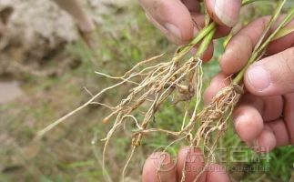 柑橘黄叶症状示例0