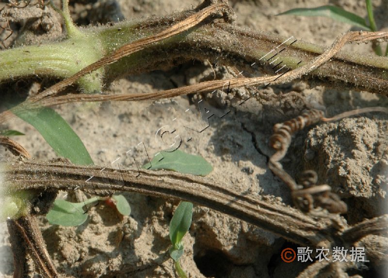 柑橘黄叶症状示例2