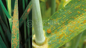 柑橘黄叶症状示例1