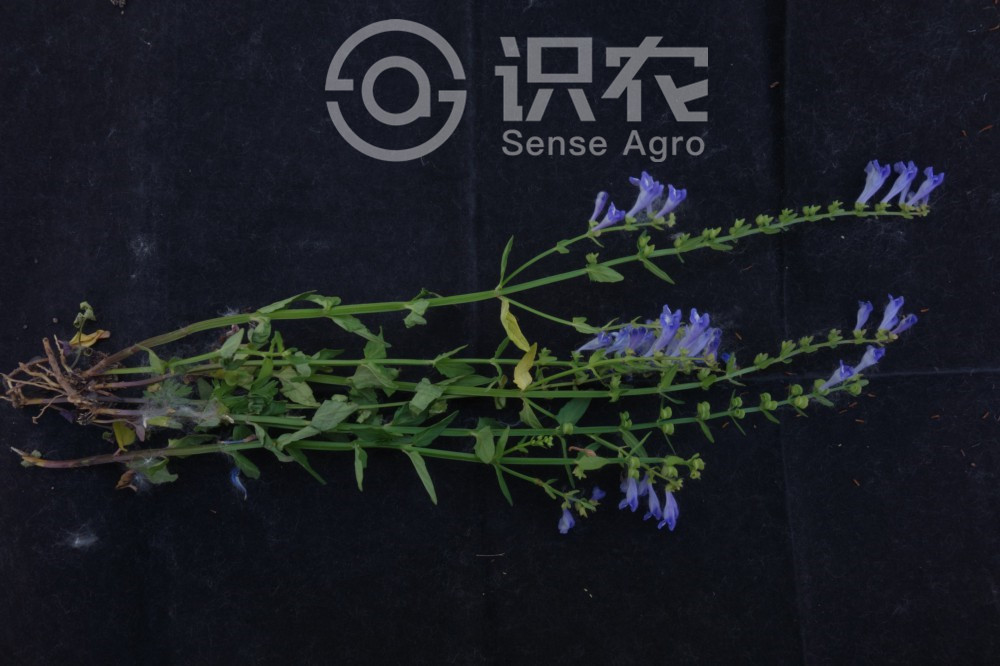 柑橘黄叶症状示例1