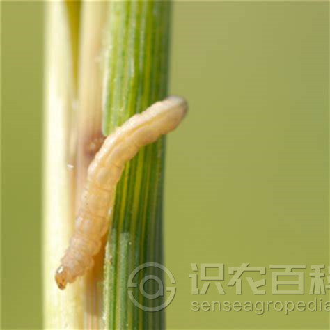 柑橘黄叶症状示例3