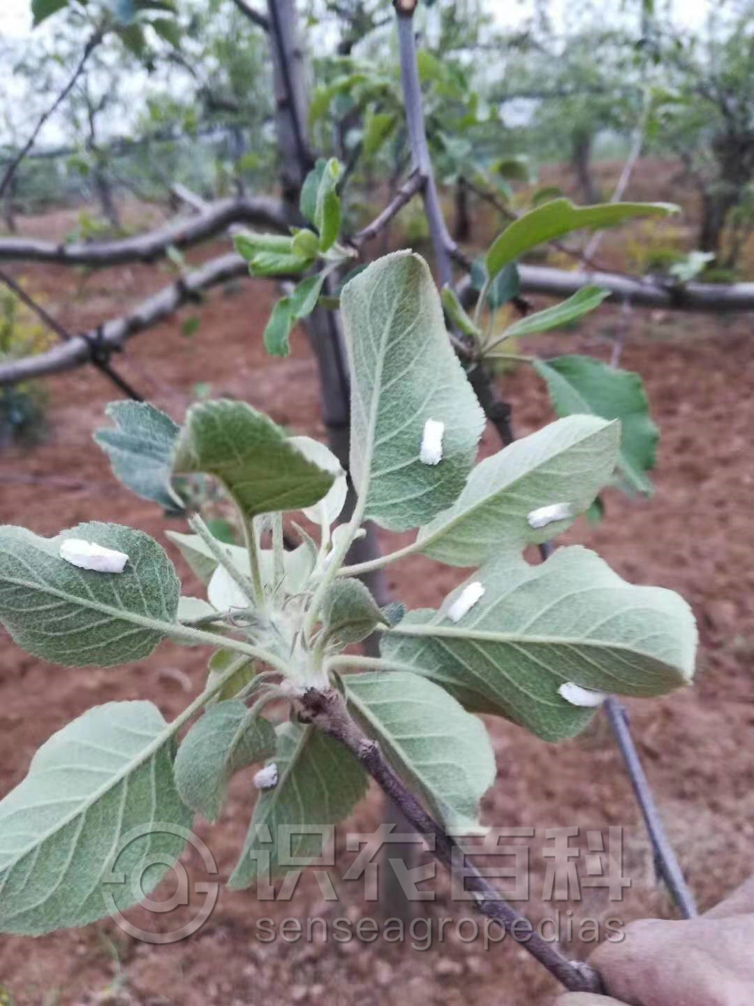 柑橘黄叶症状示例2