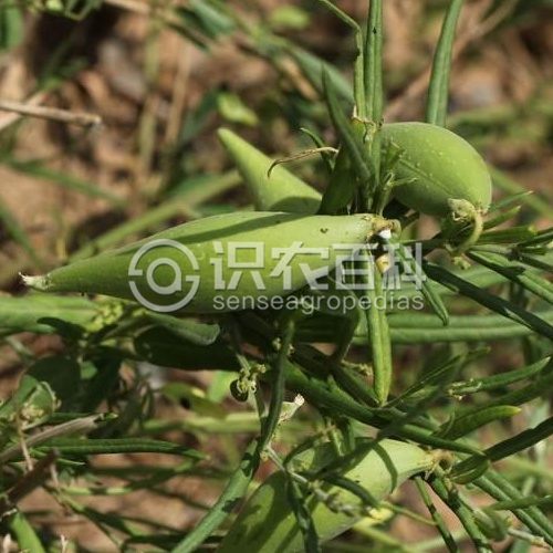 柑橘黄叶症状示例5