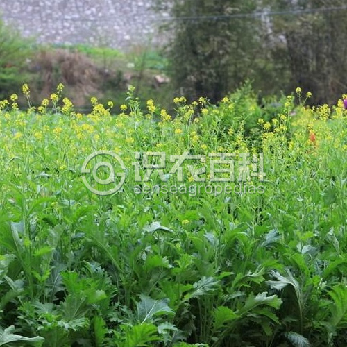 柑橘黄叶症状示例1