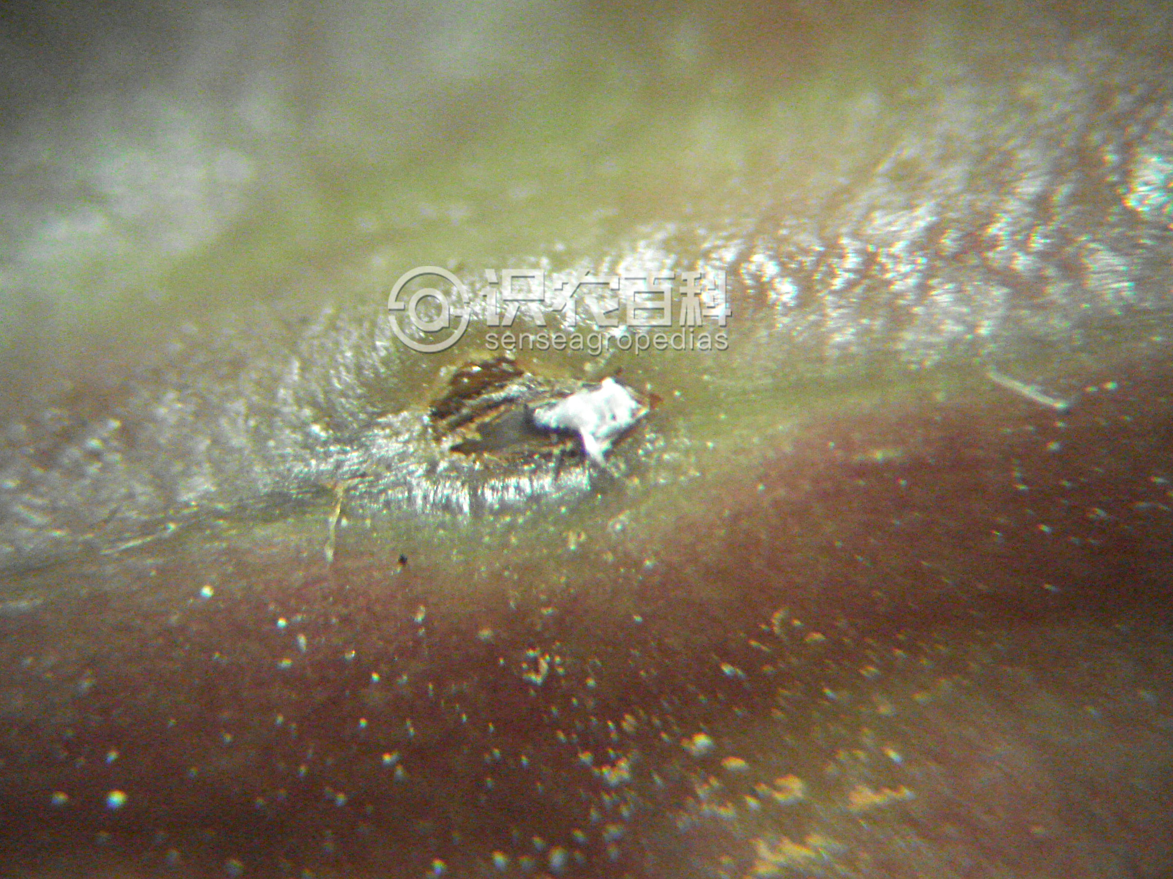 柑橘黄叶症状示例3