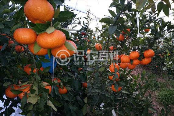 柑橘黄叶症状示例2