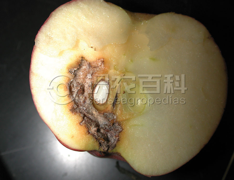 柑橘黄叶症状示例2