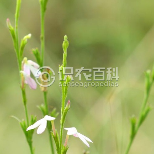 柑橘黄叶症状示例3
