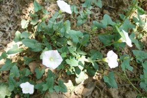 柑橘黄叶症状示例0