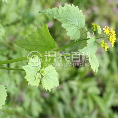 柑橘黄叶症状示例3