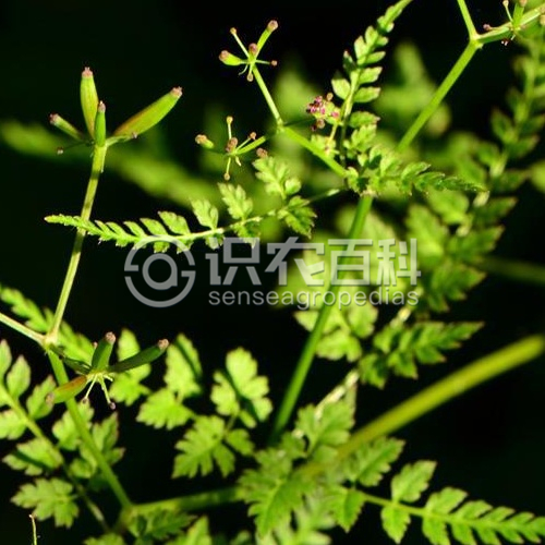 柑橘黄叶症状示例3