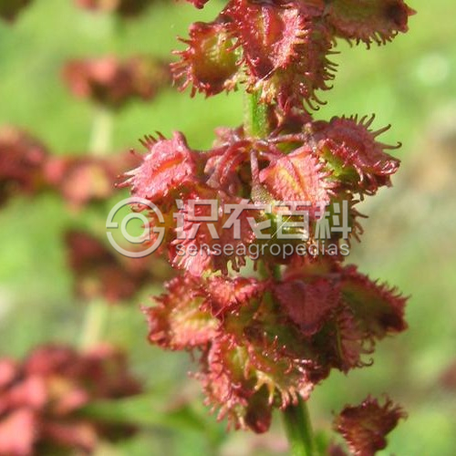 柑橘黄叶症状示例3