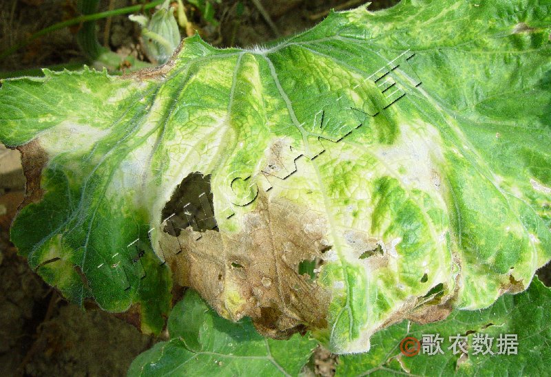柑橘黄叶症状示例4