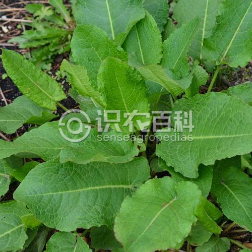 柑橘黄叶症状示例1