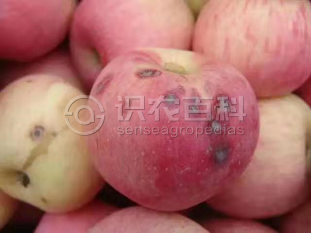 柑橘黄叶症状示例2