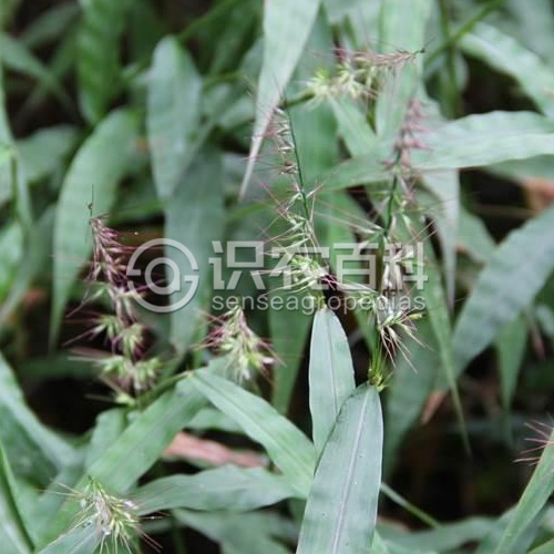 柑橘黄叶症状示例2