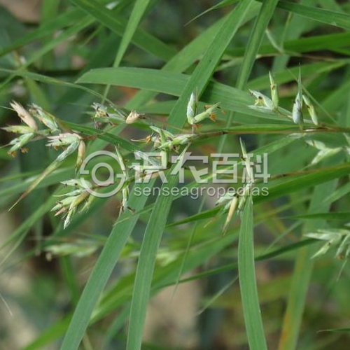 柑橘黄叶症状示例2